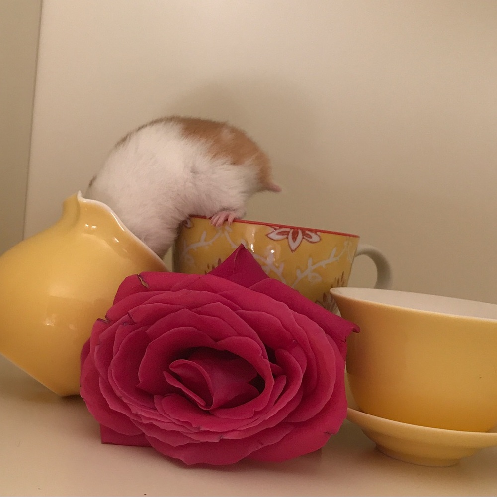 Meet your Posher, Emily