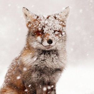 Meet your Posher, Yuliya