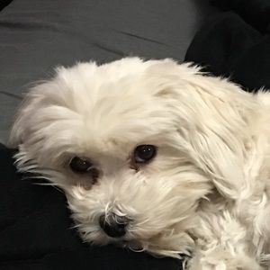 Meet your Posher, Caro