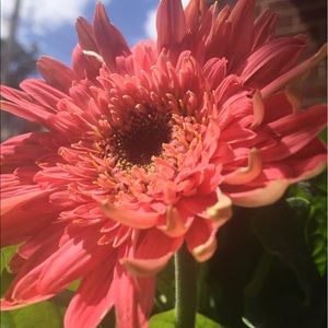 Meet your Posher, Peyton