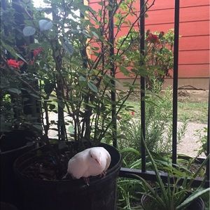 Meet your Posher, Mari