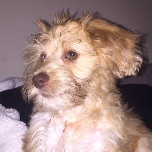 Meet your Posher, Cale