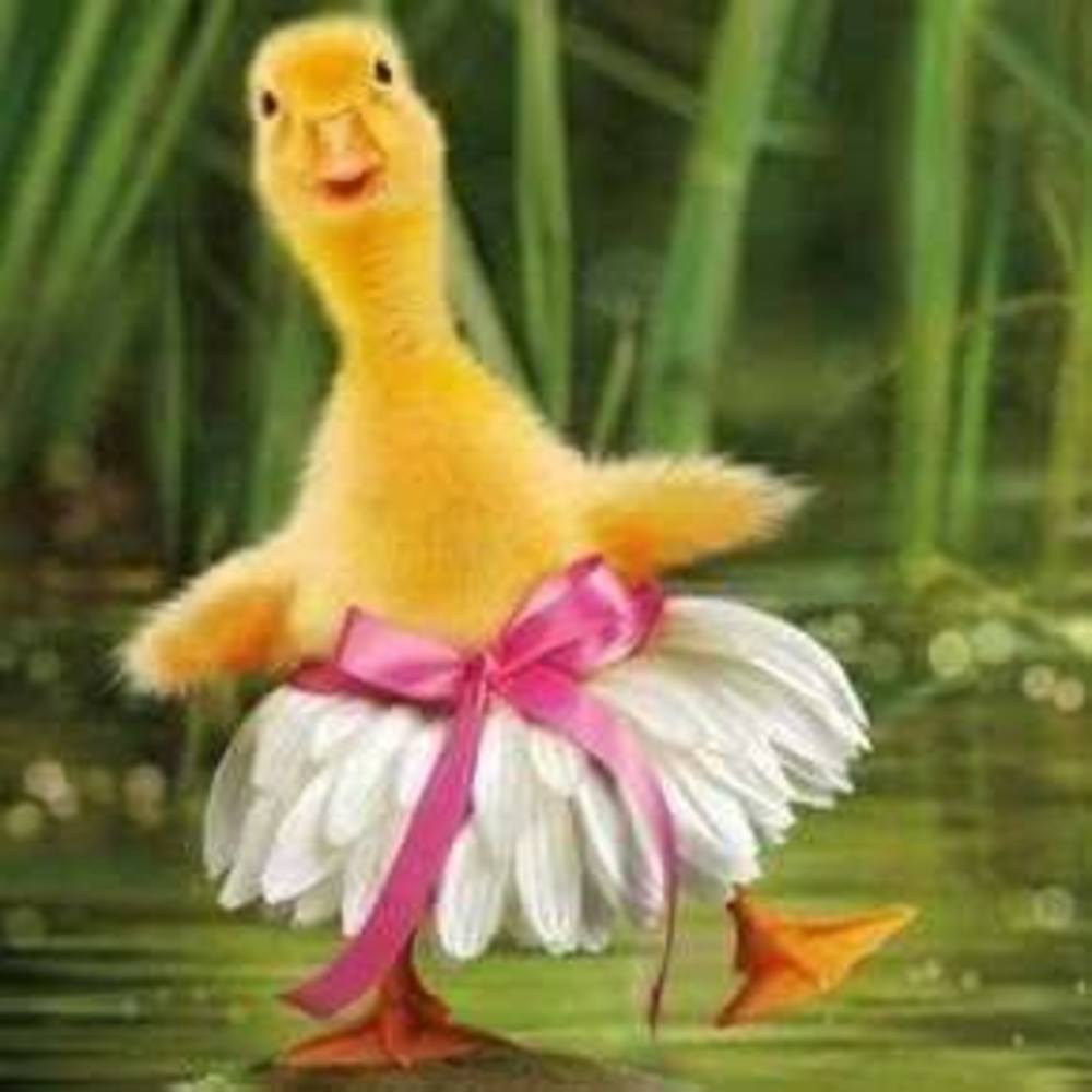 Meet your Posher, Te