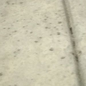 Meet your Posher, Daisy