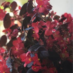 Meet your Posher, Celeste