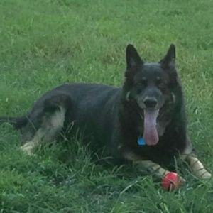 Meet your Posher, Joe