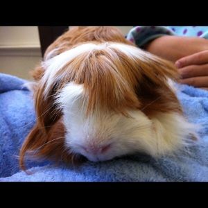 Meet your Posher, Meemy