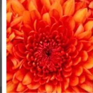 Meet your Posher, Khadija