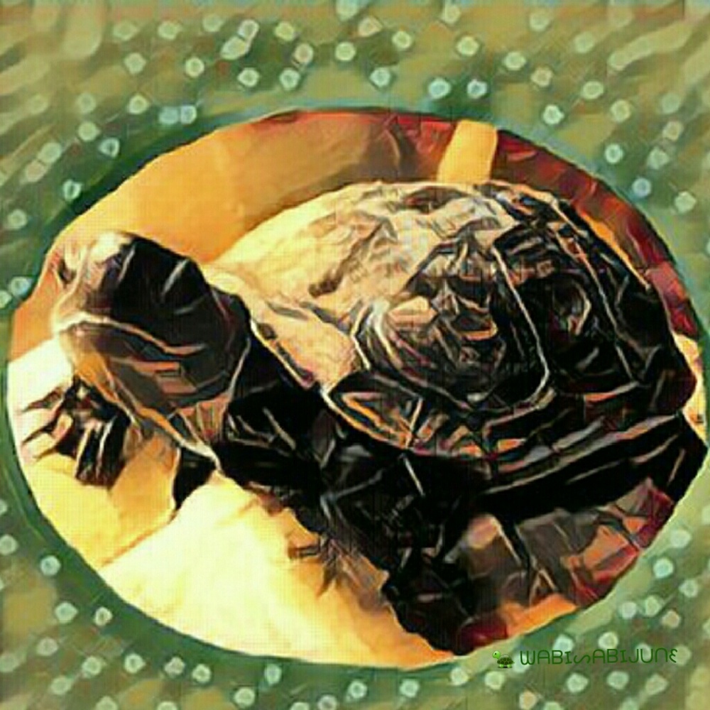 🐢 Meet the Turtle! (& Chat spot)