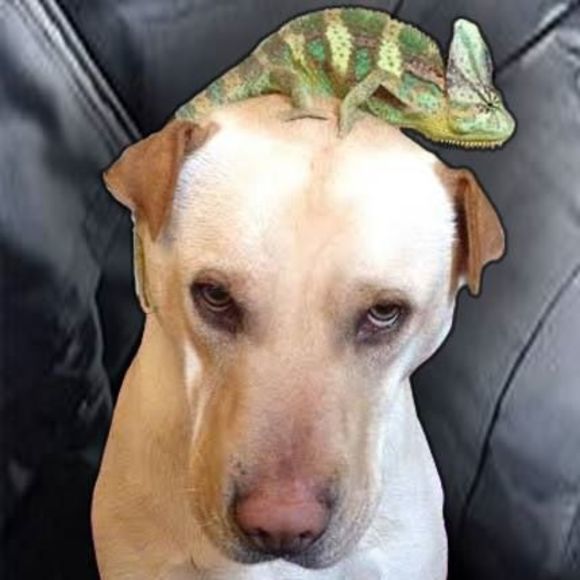 Meet your Posher, Daniel - Picture 1 of 1