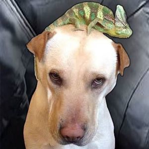 Meet your Posher, Daniel