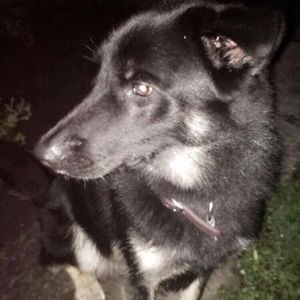 Meet your Posher, Jake