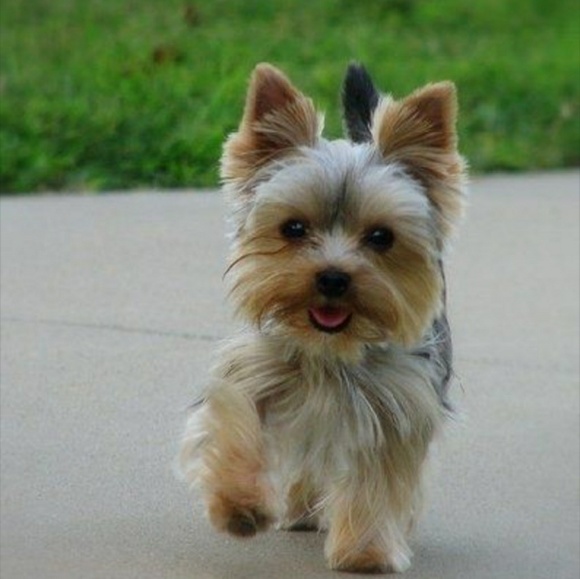 Meet your Posher, Shay - Picture 1 of 1