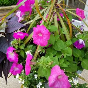 Meet your Posher, Zoi