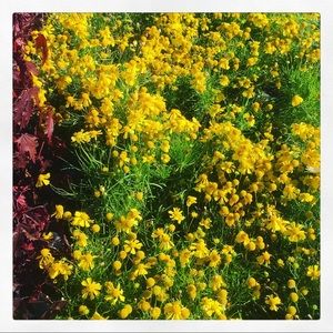 Meet your Posher, Chesney