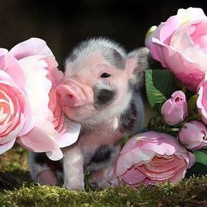 Meet your Posher, Mindy