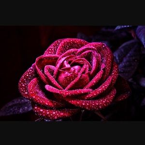 Meet your Posher, Khadra