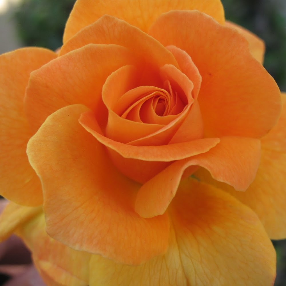 Meet your Posher, Rita