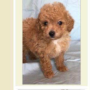 Meet your Posher, Oshri