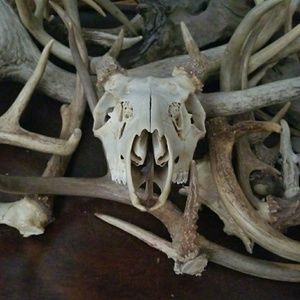 Meet your Posher, Dylan