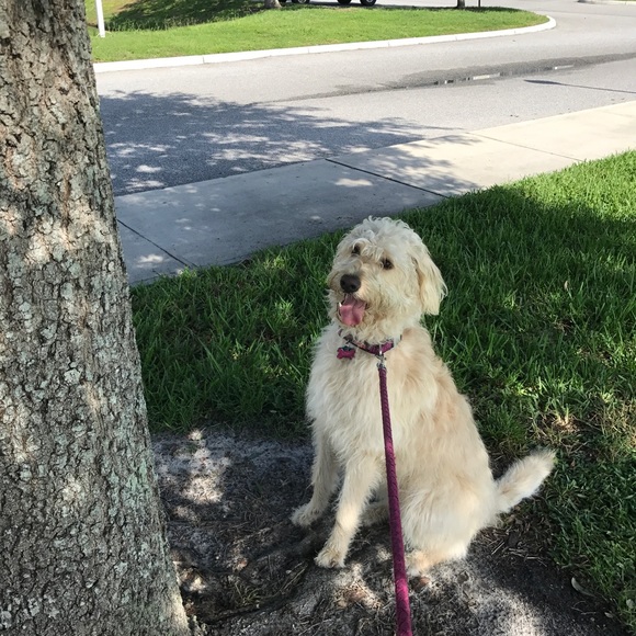 Meet your Posher, Estephanie - Picture 4 of 7