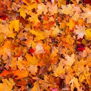 Meet your Posher, Alannah