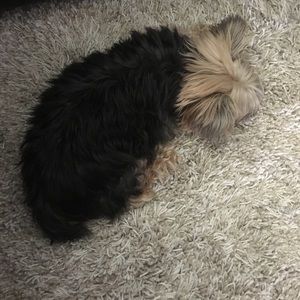 Meet your Posher, Jaime