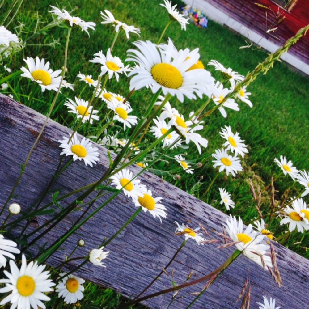 Meet your Posher, Lizzie