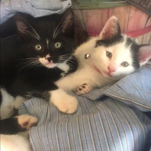 Meet your Posher, Kati