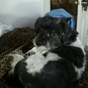 Meet your Posher, Robin