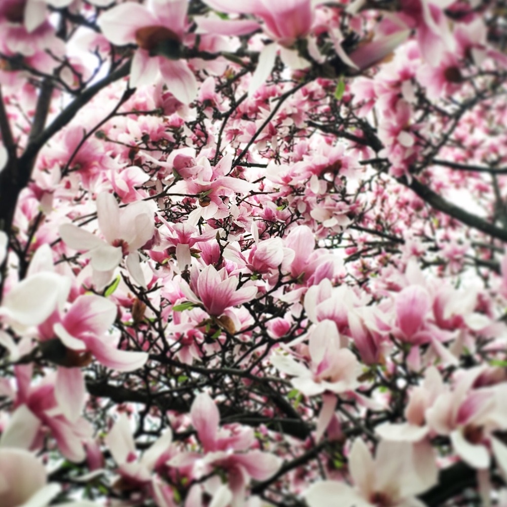 Meet your Posher, Misson Fab!