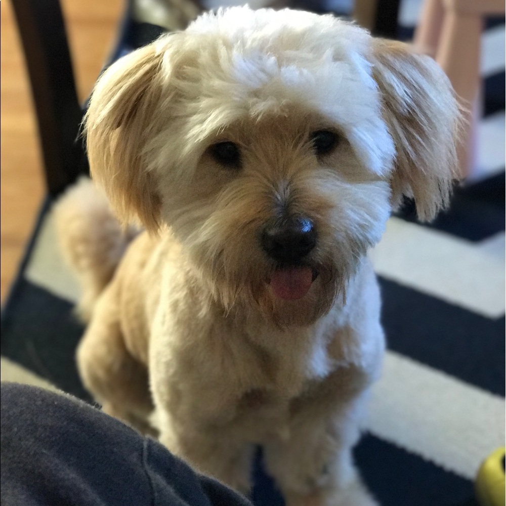 Meet your Posher, Gino