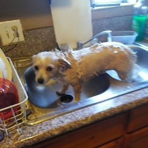 Meet your Posher, Ramona