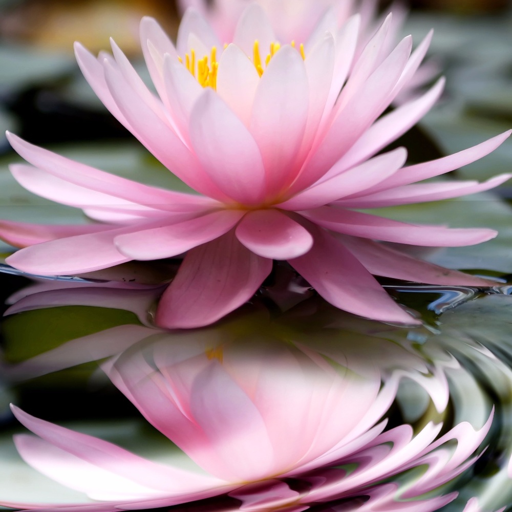 Lotus Blossom Boutique