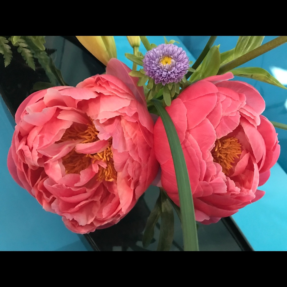 Meet your Posher, Anna