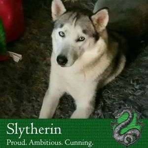 Meet your Posher, Angelica