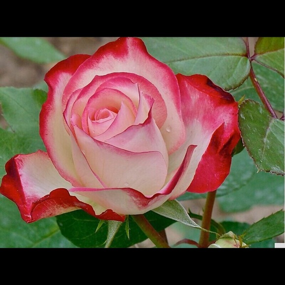 Meet your Posher, Hester - Picture 1 of 1