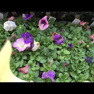 Meet your Posher, Jill