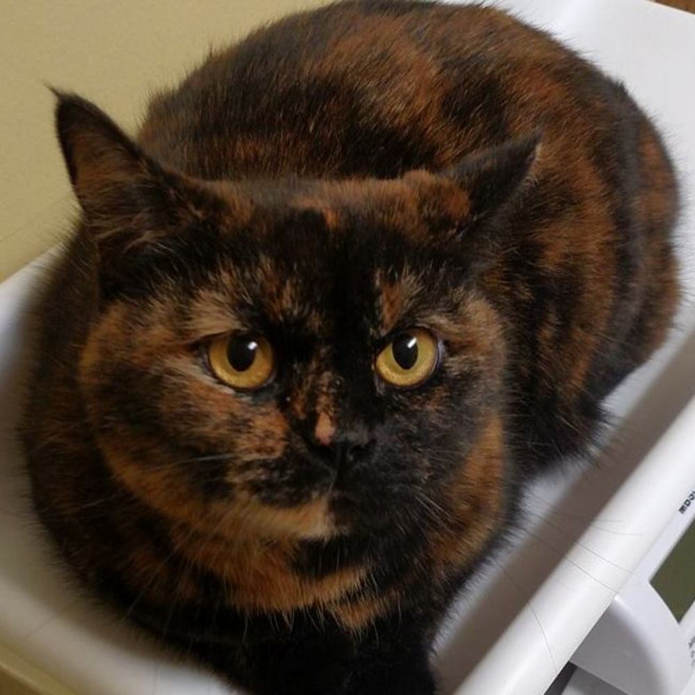 Meet your Posher, Tammy