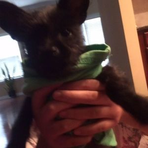 Meet your Posher, Onwha