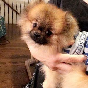 Meet your Posher, Beau