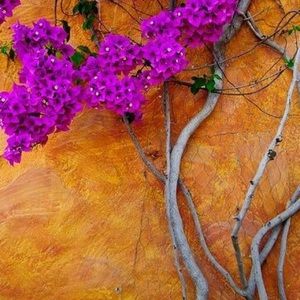 Meet your Posher, Miranda