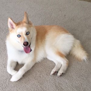 Meet your Posher, Peter