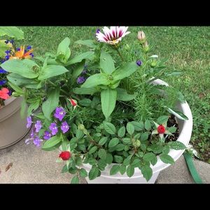 Meet your Posher, Erin