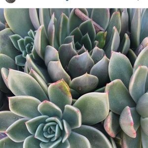 Meet your Posher, Pat