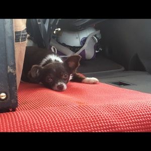 Meet your Posher, Amanda