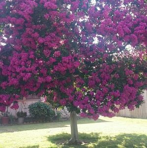 Meet your Posher, Melody