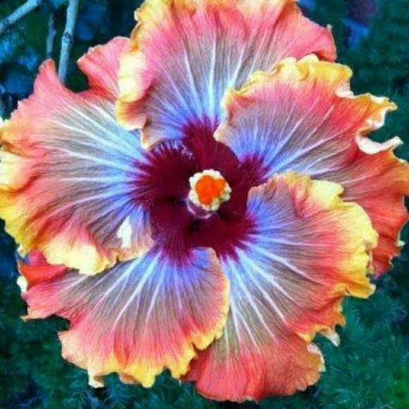 Meet your Posher, Kylie - Picture 1 of 1