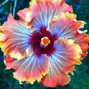 Meet your Posher, Kylie