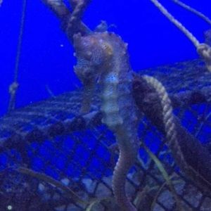 Meet your Posher, Jackson